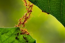 ant-colony.jpg