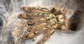 Stromatopelma-calceatum.jpg Stromatopelma-calceatum.jpg