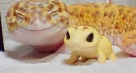 gecko.jpg