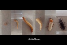 Un-kurdu-pupa-evresi.jpg
