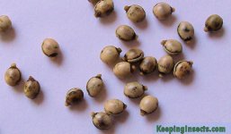 eggsextatosomatiaratum.jpg eggsextatosomatiaratum.jpg