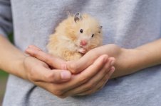 golden-beige-fluffy-syrian-hamster-red-knitted-hands-girl_116407-8170.jpg golden-beige-fluffy-syrian-hamster-red-knitted-hands-girl_116407-8170.jpg