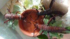 Eurycantha-calcarata-2.jpg