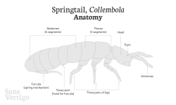 Springtail anatomisi
