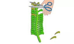 Elodea-Budama-e1640285594250.jpg Elodea-Budama-e1640285594250.jpg