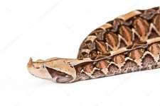 depositphotos_72260677-stock-photo-closeup-of-gaboon-viper-snake.jpg