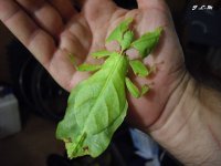 PHYLLIUM GIGANTEUM (1).jpg