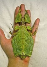 Phyllium giganteum (2).jpg