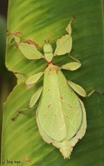 Small Lamphun leaf insect _ Wood-Mason’s leaf insect _ ตั๊กแตนใบไม้เล็กลำพูน.jpg