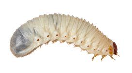 Fruit-Beetle-Grubs-20-35mm-10-Pack-v1.jpg