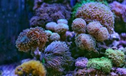 lps-coral-reef-colony.jpg