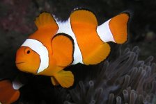 amphiprion-ocellaris-clownfish.jpg