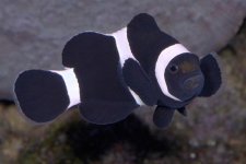black-ocellaris-clownfish.jpg