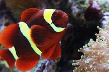 maroon-clownfish.jpg