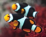 onyx-percula-clownfish.jpg
