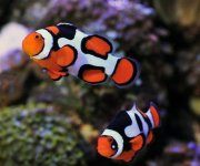 picasso-clownfish.jpg
