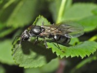 Formicidae_-_Formica_cinerea.JPG