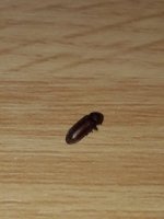 61C7293E-C7D1-4646-ABF3-4DBAFBB25853.jpeg