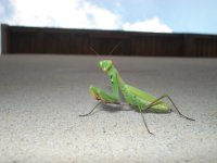 Mantis_religiosa_(Peygamberdevesi).jpg