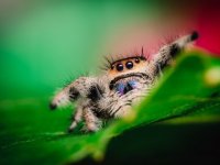 Female-Regal-Jumping-Spider.jpg