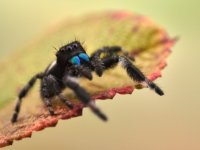 Regal-Jumping-Spider.jpg