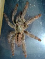 trinidad-chevron-tarantula.jpg