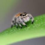 jumping spider ile ilgili görsel sonucu