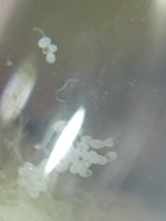 IMG20220727180924.jpg