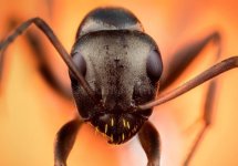 head-ant-macro-detail-head-ant-orange-background-macro-micro-photography-126768212.jpg