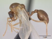 Aphaenogaster_subterranea_casent0173579_profile_1.jpg