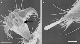 Electron-micrograph-of-the-pretarsa-of-a-Crematogaster-sp-worker-showing-the-well.png