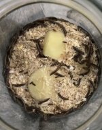 690575C6-3F98-43FF-BF1D-EEF2F0AF3485.jpeg 690575C6-3F98-43FF-BF1D-EEF2F0AF3485.jpeg