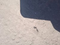 IMG_20220908_121827.jpg