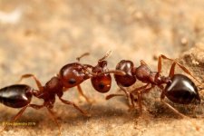 550px-Crematogaster_vermiculata,_Tucson,_Arizona,_Ajay_Narendra.jpg