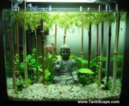 12-Buddha-Forest.jpg