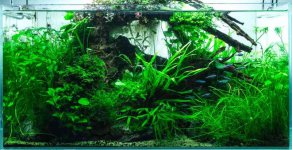 615888714a22b3d14bdd669b_Planted_Aqaurium-2000-wide.jpg