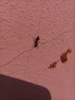 IMG_20220322_155415.jpg