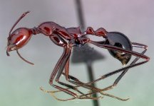 Aphaenogaster_swammerdami_casent0489647_profile_1.jpg