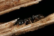 400px-Shattuck_C16190-web,_ANIC32-030620,_Camponotus,_Cairns,_Qld.jpg