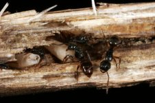 400px-Shattuck_C16469-1,_ANIC32-030620,_Camponotus,_Cairns,_Qld.jpg