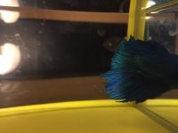 5C10089B-0F74-4EDE-85C8-5FC2C09BBF76.jpeg