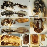 Solenopsis-orbula-from-Sardinia-Up-to-bottom-male-queen-workers-Scale-bars-05.jpg