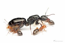 1100px-Camponotus_lateralis,_queen,_workers,_Michal_Kukla.jpeg