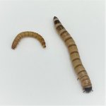 MealwormSuperwormComparison-1024x1024.jpeg