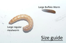 size.PNG