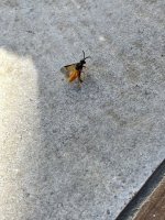 IMG_0437.jpg
