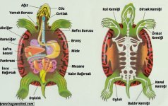 su-kaplumbagasi-anatomisi.jpg