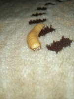 IMG_20230513_223918_1.jpg