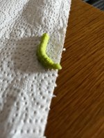 IMG_2720.jpeg