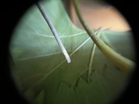 IMG_2688.jpeg